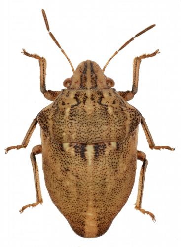 Odontotarsus rufescens